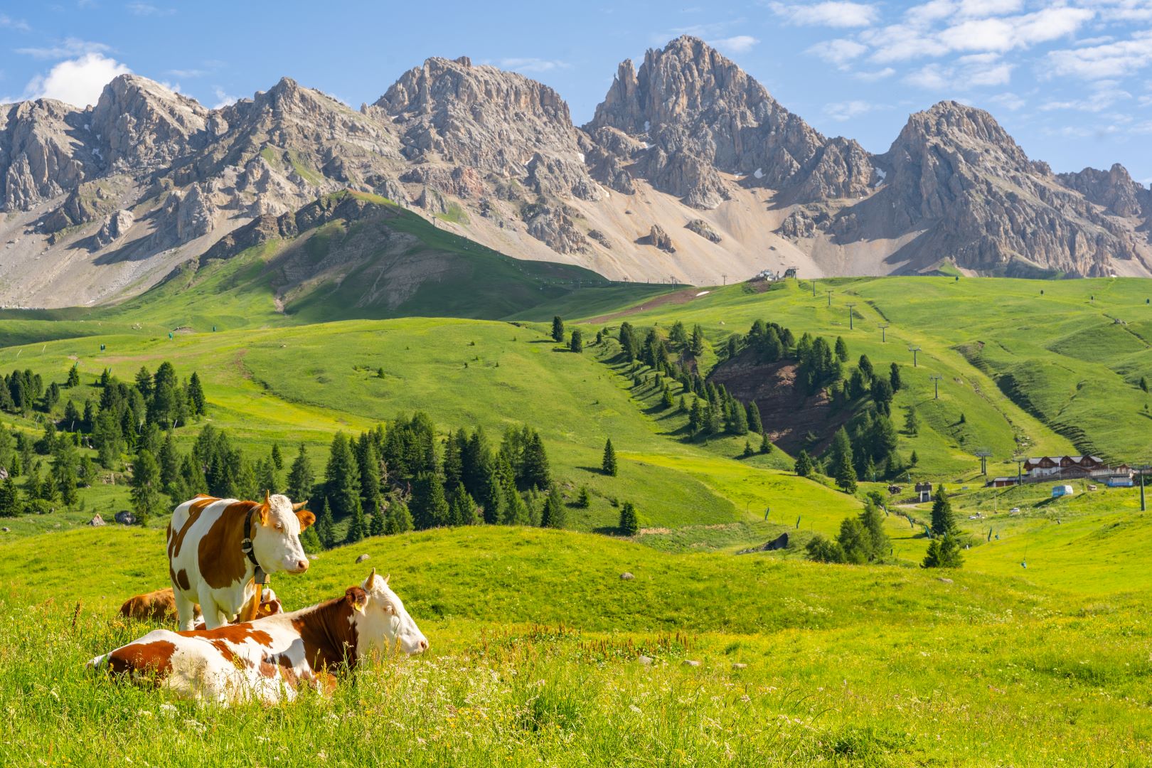 جبال الألب المثالية مع الماشية في المراعي الخضراء